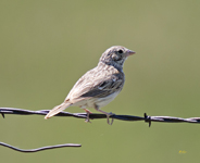 Vesper Sparrow